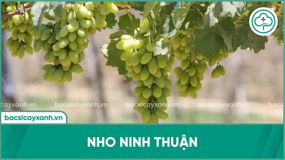 Giống nho Ninh Thuận